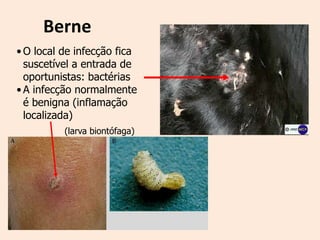 Berne
• O local de infecção fica
  suscetível a entrada de
  oportunistas: bactérias
• A infecção normalmente
  é benigna (inflamação
  localizada)
          (larva biontófaga)
 