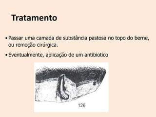 Tratamento
• Passar uma camada de substância pastosa no topo do berne,
  ou remoção cirúrgica.
• Eventualmente, aplicação de um antibiotico
 