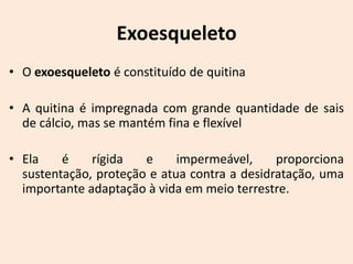 Exoesqueleto
• O exoesqueleto é constituído de quitina

• A quitina é impregnada com grande quantidade de sais
  de cálcio, mas se mantém fina e flexível

• Ela    é    rígida   e     impermeável,     proporciona
  sustentação, proteção e atua contra a desidratação, uma
  importante adaptação à vida em meio terrestre.
 