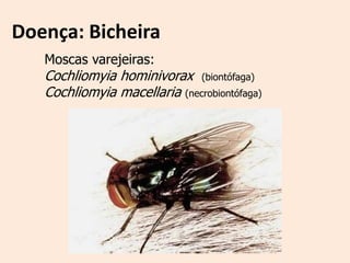 Doença: Bicheira
   Moscas varejeiras:
   Cochliomyia hominivorax (biontófaga)
   Cochliomyia macellaria (necrobiontófaga)
 