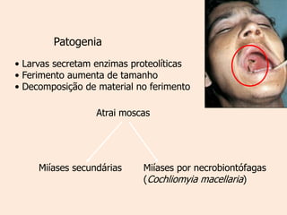 Patogenia
• Larvas secretam enzimas proteolíticas
• Ferimento aumenta de tamanho
• Decomposição de material no ferimento

                  Atrai moscas




     Miíases secundárias    Miíases por necrobiontófagas
                            (Cochliomyia macellaria)
 