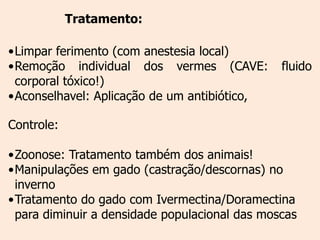 Tratamento:

•Limpar ferimento (com anestesia local)
•Remoção individual dos vermes (CAVE:          fluido
 corporal tóxico!)
•Aconselhavel: Aplicação de um antibiótico,

Controle:

•Zoonose: Tratamento também dos animais!
•Manipulações em gado (castração/descornas) no
 inverno
•Tratamento do gado com Ivermectina/Doramectina
 para diminuir a densidade populacional das moscas
 