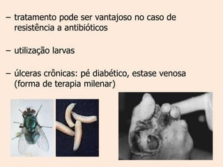 – tratamento pode ser vantajoso no caso de
  resistência a antibióticos

– utilização larvas

– úlceras crônicas: pé diabético, estase venosa
  (forma de terapia milenar)
 
