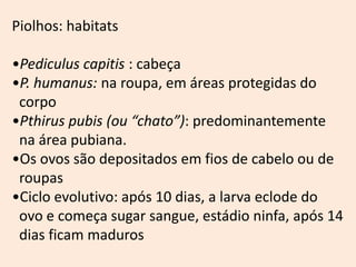 Piolhos: habitats

•Pediculus capitis : cabeça
•P. humanus: na roupa, em áreas protegidas do
 corpo
•Pthirus pubis (ou “chato”): predominantemente
 na área pubiana.
•Os ovos são depositados em fios de cabelo ou de
 roupas
•Ciclo evolutivo: após 10 dias, a larva eclode do
 ovo e começa sugar sangue, estádio ninfa, após 14
 dias ficam maduros
 