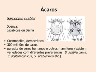 Ácaros
 Sarcoptes scabiei
 Doença:
 Escabiose ou Sarna


• Cosmopolita, democrático          dorsal      ventral
• 300 milhões de casos
• parasita de seres humanos e outros mamíferos (existem
  variedades com diferentes preferências: S. scabiei canis,
  S. scabiei cuniculi, S. scabiei ovis etc.)
 