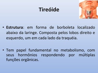 Tireóide

• Estrutura: em forma de borboleta localizado
  abaixo da laringe. Composta pelos lobos direito e
  esquerdo, um em cada lado da traquéia.

• Tem papel fundamental no metabolismo, com
  seus hormônios respondendo por múltiplas
  funções orgânicas.
 