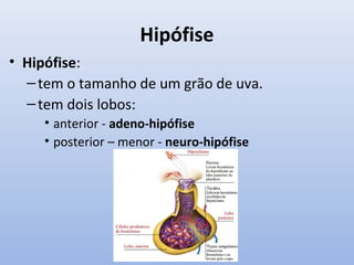 Hipófise
• Hipófise:
  – tem o tamanho de um grão de uva.
  – tem dois lobos:
     • anterior - adeno-hipófise
     • posterior – menor - neuro-hipófise
 