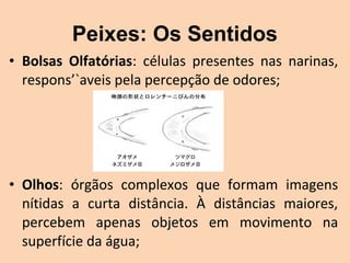 Peixes: Os Sentidos
• Bolsas Olfatórias:  células  presentes  nas  narinas, 
  respons’`aveis pela percepção de odores;




• Olhos:  órgãos  complexos  que  formam  imagens 
  nítidas  a  curta  distância.  À  distâncias  maiores, 
  percebem  apenas  objetos  em  movimento  na 
  superfície da água;
 