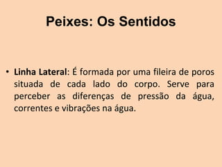 Peixes: Os Sentidos


• Linha Lateral: É formada por uma fileira de poros 
  situada  de  cada  lado  do  corpo.  Serve  para 
  perceber  as  diferenças  de  pressão  da  água, 
  correntes e vibrações na água.
 