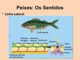 Peixes: Os Sentidos
• Linha Lateral:
 