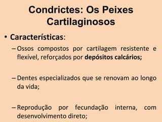 Condrictes: Os Peixes
          Cartilaginosos
• Características:
  – Ossos  compostos  por  cartilagem  resistente  e 
    flexível, reforçados por depósitos calcários;

  – Dentes especializados que se renovam ao longo 
    da vida;

  – Reprodução  por  fecundação  interna,  com 
    desenvolvimento direto;
 