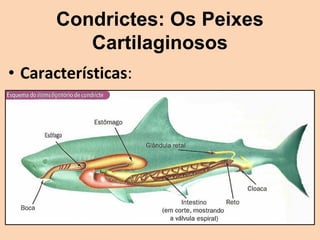 Condrictes: Os Peixes
         Cartilaginosos
• Características:
 