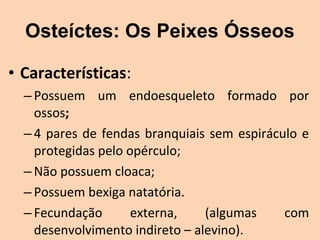 Osteíctes: Os Peixes Ósseos

• Características:
  – Possuem  um  endoesqueleto  formado  por 
    ossos;
  – 4  pares  de  fendas  branquiais  sem  espiráculo  e 
    protegidas pelo opérculo;
  – Não possuem cloaca;
  – Possuem bexiga natatória.
  – Fecundação        externa,      (algumas       com 
    desenvolvimento indireto – alevino).
 