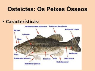 Osteíctes: Os Peixes Ósseos

• Características:
 