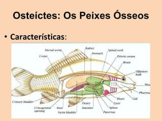 Osteíctes: Os Peixes Ósseos

• Características:
 