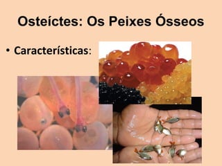 Osteíctes: Os Peixes Ósseos

• Características:
 
