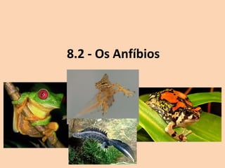 8.2 - Os Anfíbios
 