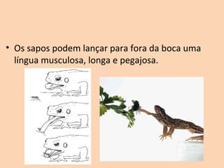 • Os sapos podem lançar para fora da boca uma 
  língua musculosa, longa e pegajosa.
 