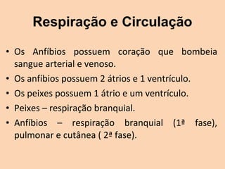 Respiração e Circulação

• Os  Anfíbios  possuem  coração  que  bombeia 
  sangue arterial e venoso.
• Os anfíbios possuem 2 átrios e 1 ventrículo.
• Os peixes possuem 1 átrio e um ventrículo.
• Peixes – respiração branquial.
• Anfíbios  –  respiração  branquial  (1ª  fase), 
  pulmonar e cutânea ( 2ª fase).
 
