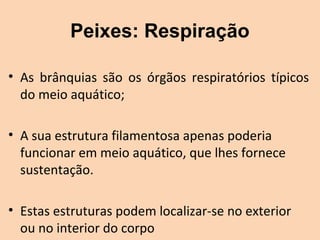 Peixes: Respiração

• As  brânquias  são  os  órgãos  respiratórios  típicos 
  do meio aquático;

• A sua estrutura filamentosa apenas poderia 
  funcionar em meio aquático, que lhes fornece 
  sustentação.

• Estas estruturas podem localizar-se no exterior 
  ou no interior do corpo
 