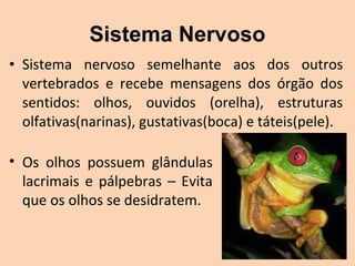 Sistema Nervoso
• Sistema  nervoso  semelhante  aos  dos  outros 
  vertebrados  e  recebe  mensagens  dos  órgão  dos 
  sentidos:  olhos,  ouvidos  (orelha),  estruturas 
  olfativas(narinas), gustativas(boca) e táteis(pele).

• Os  olhos  possuem  glândulas 
  lacrimais  e  pálpebras  –  Evita 
  que os olhos se desidratem.
 