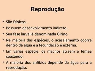 Reprodução

• São Dióicos.
• Possuem desenvolvimento indireto.
• Sua fase larval é denominada Girino
• Na  maioria  das  espécies,  o  acasalamento  ocorre 
  dentro da água e a fecundação é externa.
• Em  várias  espécie,  os  machos  atraem  a  fêmea 
  coaxando.
• A  maioria  dos  anfíbios  depende  da  água  para  a 
  reprodução.
 