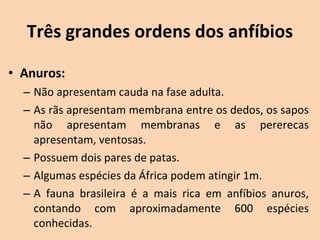 Três grandes ordens dos anfíbios

• Anuros:
  – Não apresentam cauda na fase adulta.
  – As rãs apresentam membrana entre os dedos, os sapos 
    não  apresentam  membranas  e  as  pererecas 
    apresentam, ventosas.
  – Possuem dois pares de patas.
  – Algumas espécies da África podem atingir 1m.
  – A  fauna  brasileira  é  a  mais  rica  em  anfíbios  anuros, 
    contando  com  aproximadamente  600  espécies 
    conhecidas.
 