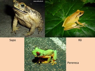 Sapo          Rã




       Perereca
 