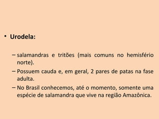 • Urodela:

  – salamandras  e  tritões  (mais  comuns  no  hemisfério 
    norte).
  – Possuem cauda e, em geral, 2 pares de patas na fase 
    adulta.
  – No Brasil conhecemos, até o momento, somente uma 
    espécie de salamandra que vive na região Amazônica.
 