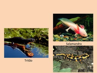 Salamandra




Tritão
 