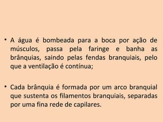 • A  água  é  bombeada  para  a  boca  por  ação  de 
  músculos,  passa  pela  faringe  e  banha  as 
  brânquias,  saindo  pelas  fendas  branquiais,  pelo 
  que a ventilação é contínua;

• Cada  brânquia  é  formada  por  um  arco  branquial 
  que sustenta os filamentos branquiais, separadas 
  por uma fina rede de capilares.
 
