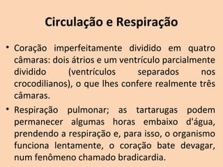Circulação e Respiração
• Coração  imperfeitamente  dividido  em  quatro 
  câmaras: dois átrios e um ventrículo parcialmente 
  dividido     (ventrículos      separados      nos 
  crocodilianos), o que lhes confere realmente três 
  câmaras.
• Respiração  pulmonar;  as  tartarugas  podem 
  permanecer  algumas  horas  embaixo  d'água, 
  prendendo a respiração e, para isso, o organismo 
  funciona  lentamente,  o  coração  bate  devagar, 
  num fenômeno chamado bradicardia.
 
