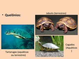 Jabutis (terrestres)
• Quelônios:




                                              Cagados 
                                              (Aquáticos
  Tartarugas (aquáticas                           )
       ou terrestres)
 