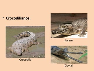 • Crocodilianos:




                     Jacaré




         Crocodilo
                     Gavial
 