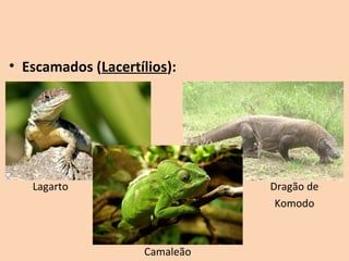 • Escamados (Lacertílios):




   Lagarto                      Dragão de
                                 Komodo



                     Camaleão
 