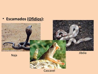• Escamados (Ofídios):




                                Jibóia
    Naja



                     Cascavel
 