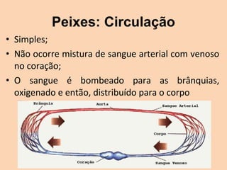 Peixes: Circulação
• Simples;
• Não ocorre mistura de sangue arterial com venoso 
  no coração;
• O  sangue  é  bombeado  para  as  brânquias, 
  oxigenado e então, distribuído para o corpo
 