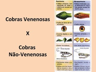 Cobras Venenosas

       X

    Cobras
 Não-Venenosas
 