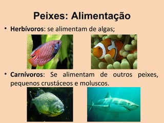 Peixes: Alimentação
• Herbívoros: se alimentam de algas;




• Carnívoros:  Se  alimentam  de  outros  peixes, 
  pequenos crustáceos e moluscos.
 