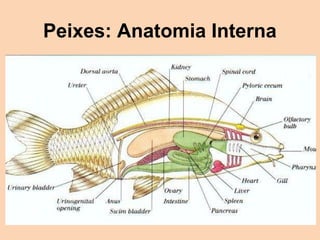 Peixes: Anatomia Interna
 
