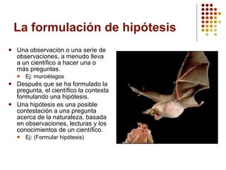 La formulación de hipótesis Una observación o una serie de observaciones, a menudo lleva a un científico a hacer una o más preguntas. Ej: murciélagos Después que se ha formulado la pregunta, el científico la contesta formulando una hipótesis. Una hipótesis es una posible contestación a una pregunta acerca de la naturaleza, basada en observaciones, lecturas y los conocimientos de un científico. Ej: (Formular hipótesis) 