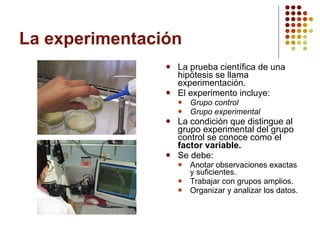 La experimentación La prueba científica de una hipótesis se llama experimentación. El experimento incluye: Grupo control Grupo experimental La condición que distingue al grupo experimental del grupo control se conoce como el  factor variable. Se debe: Anotar observaciones exactas y suficientes. Trabajar con grupos amplios. Organizar y analizar los datos. 