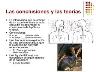 Las conclusiones y las teorías La información que se obtiene de un experimento se estudia con el fin de determinar si confirma o no la hipótesis original. Conclusiones: Si apoya  hipótesis válida. Si no apoya hipótesis no válida. Una teoría es una explicación de algo en la naturaleza, que la evidencia ha apoyado repetidas veces. Ej: Teoría gérmenes-enfermedades. Una ley científica es una descripción de algún aspecto de la naturaleza. Ej: Ley de Allen. 