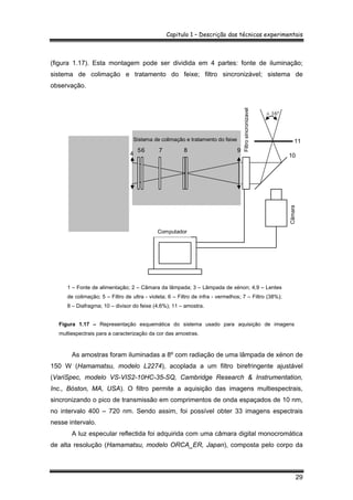 Capitulo 1 – Descrição das técnicas experimentais
29
(figura 1.17). Esta montagem pode ser dividida em 4 partes: fonte de iluminação;
sistema de colimação e tratamento do feixe; filtro sincronizável; sistema de
observação.
1 – Fonte de alimentação; 2 – Câmara da lâmpada; 3 – Lâmpada de xénon; 4,9 – Lentes
de colimação; 5 – Filtro de ultra - violeta; 6 – Filtro de infra - vermelhos; 7 – Filtro (38%);
8 – Diafragma; 10 – divisor do feixe (4.6%); 11 – amostra.
Figura 1.17 – Representação esquemática do sistema usado para aquisição de imagens
multiespectrais para a caracterização da cor das amostras.
As amostras foram iluminadas a 8º com radiação de uma lâmpada de xénon de
150 W (Hamamatsu, modelo L2274), acoplada a um filtro birefringente ajustável
(VariSpec, modelo VS-VIS2-10HC-35-SQ, Cambridge Research & Instrumentation,
Inc., Bóston, MA, USA). O filtro permite a aquisição das imagens multiespectrais,
sincronizando o pico de transmissão em comprimentos de onda espaçados de 10 nm,
no intervalo 400 – 720 nm. Sendo assim, foi possível obter 33 imagens espectrais
nesse intervalo.
A luz especular reflectida foi adquirida com uma câmara digital monocromática
de alta resolução (Hamamatsu, modelo ORCA_ER, Japan), composta pelo corpo da
10
11
± 16º
56 7 8
Sistema de colimação e tratamento do feixe
9
Filtrosincronizavel
Computador
Câmara
1
2 3
Sistema de iluminação
4
 