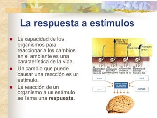 La respuesta a estímulos
 La capacidad de los
organismos para
reaccionar a los cambios
en el ambiente es una
característica de la vida.
 Un cambio que puede
causar una reacción es un
estímulo.
 La reacción de un
organismo a un estímulo
se llama una respuesta.
 