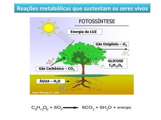 Reações metabólicas que sustentam os seres vivos
 