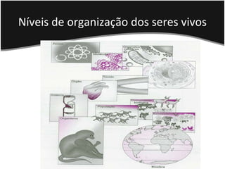 Níveis de organização dos seres vivos
 