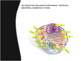 As células tem três partes fundamentais: membrana
plasmática, citoplasma e núcleo
 