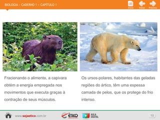 BIOLOGIA » CADERNO 1 » CAPÍTULO 1
                                                              Início   Voltar   Próximo




Fracionando o alimento, a capivara   Os ursos-polares, habitantes das geladas
obtém a energia empregada nos        regiões do ártico, têm uma espessa
movimentos que executa graças à      camada de pelos, que os protege do frio
contração de seus músculos.          intenso.



      www.sejaetico.com.br                                                       10
 