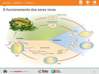 BIOLOGIA » CADERNO 1 » CAPÍTULO 1
                                    Início   Voltar   Próximo



O funcionamento dos seres vivos




      www.sejaetico.com.br                             14
 